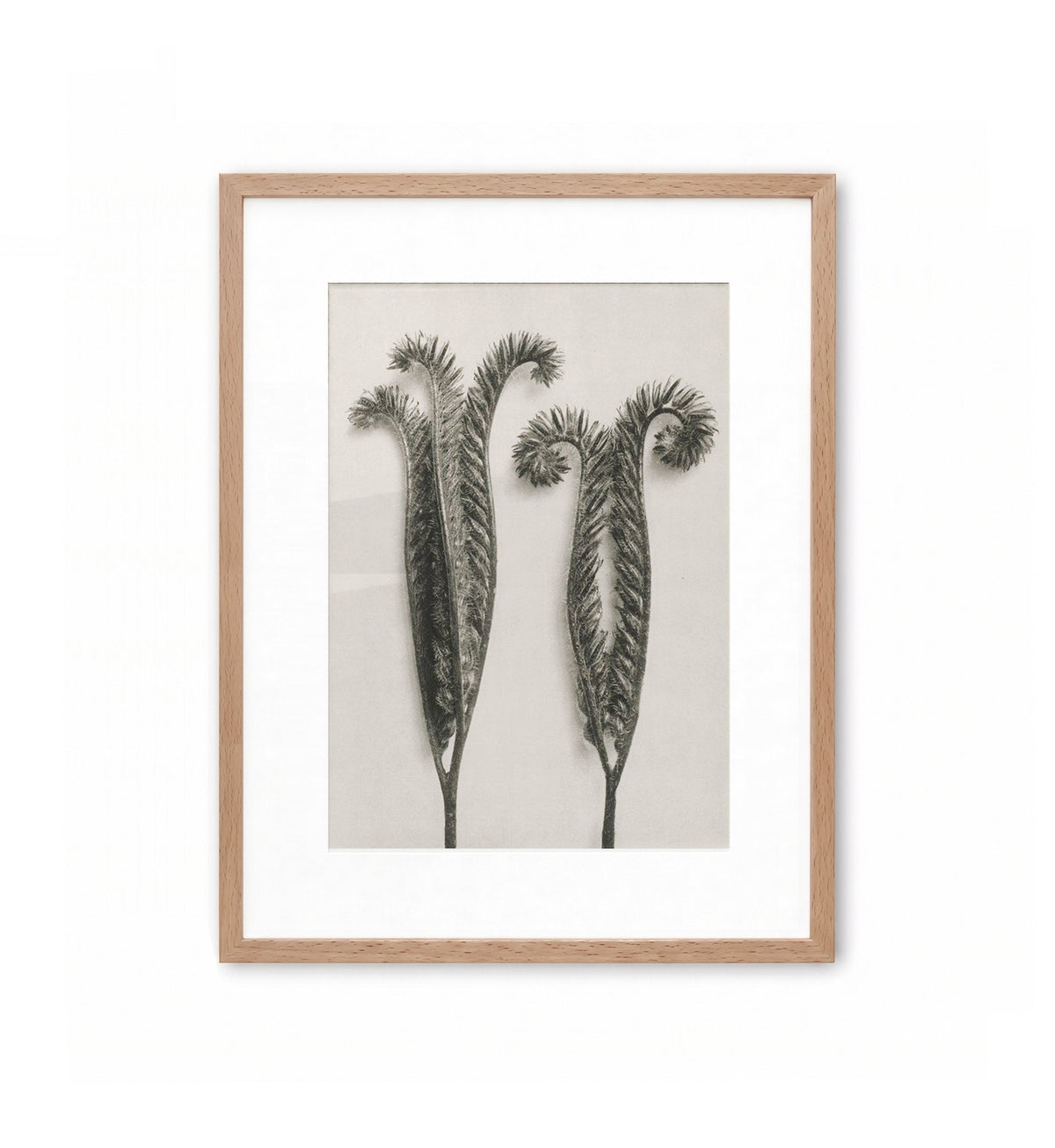 Brotes plumosos / Karl Blossfeldt