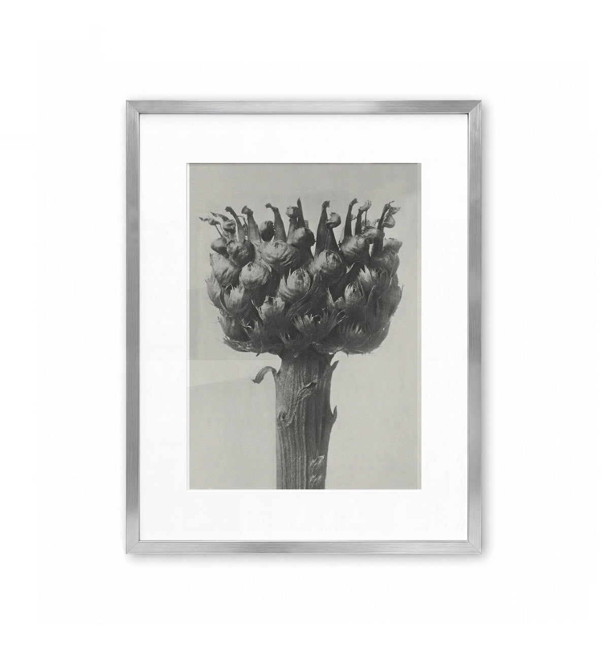Capítulo abierto / Karl Blossfeldt