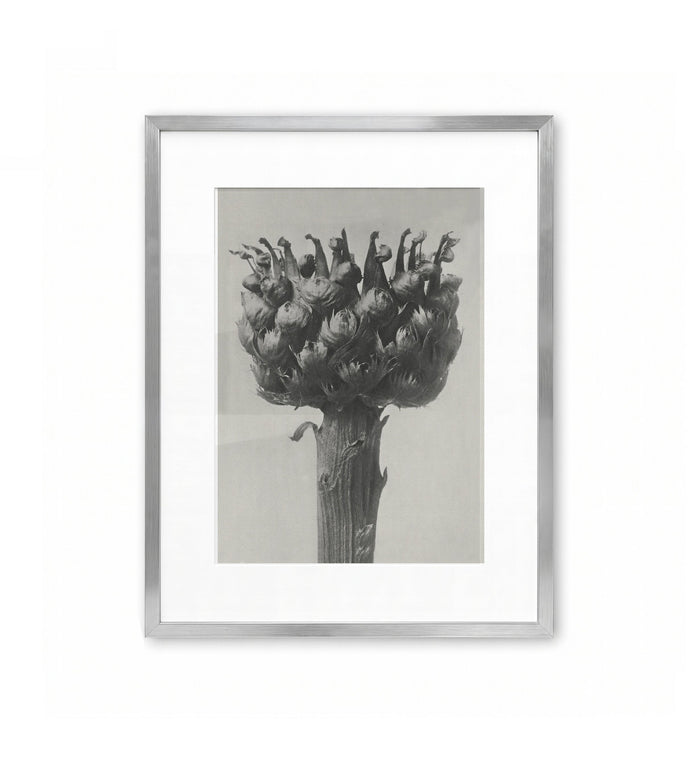Capítulo abierto / Karl Blossfeldt