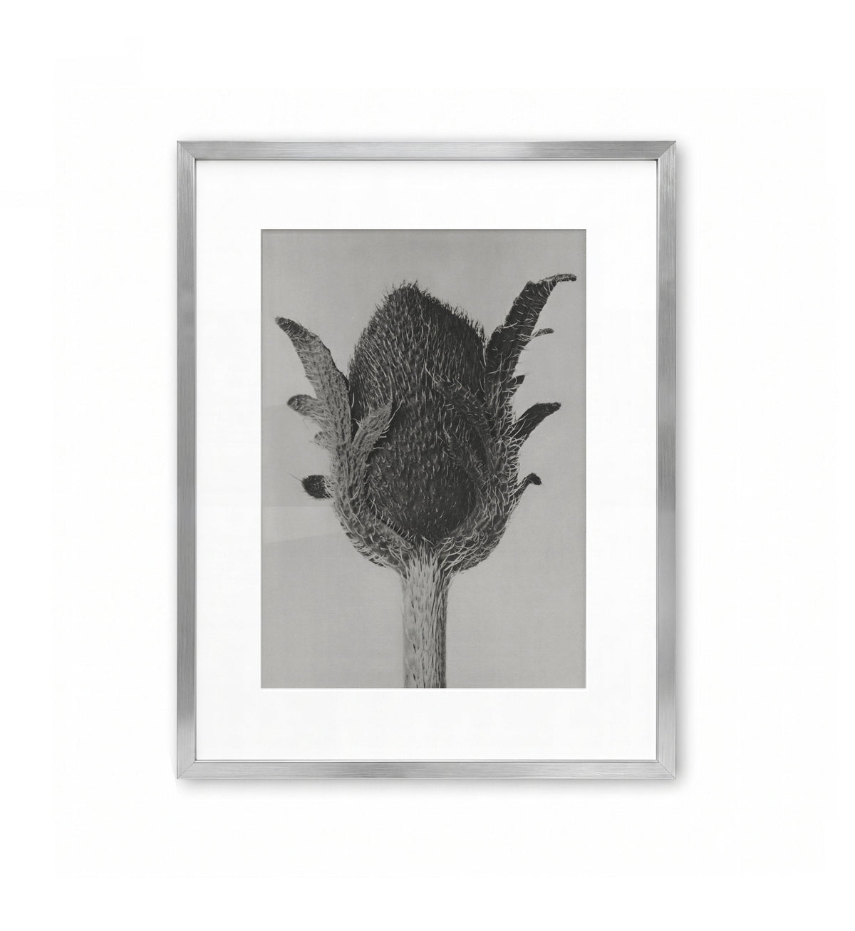Cardo en botón / Karl Blossfeldt
