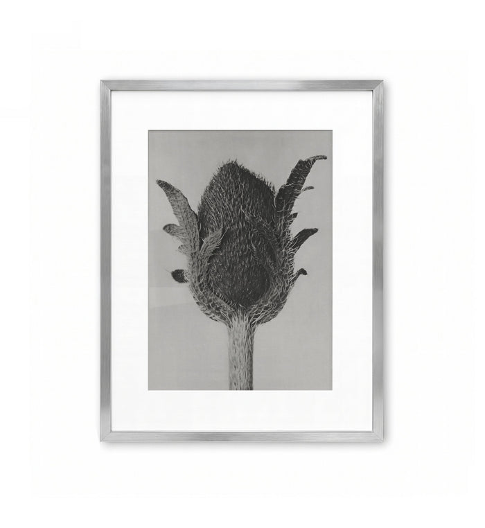 Cardo en botón / Karl Blossfeldt