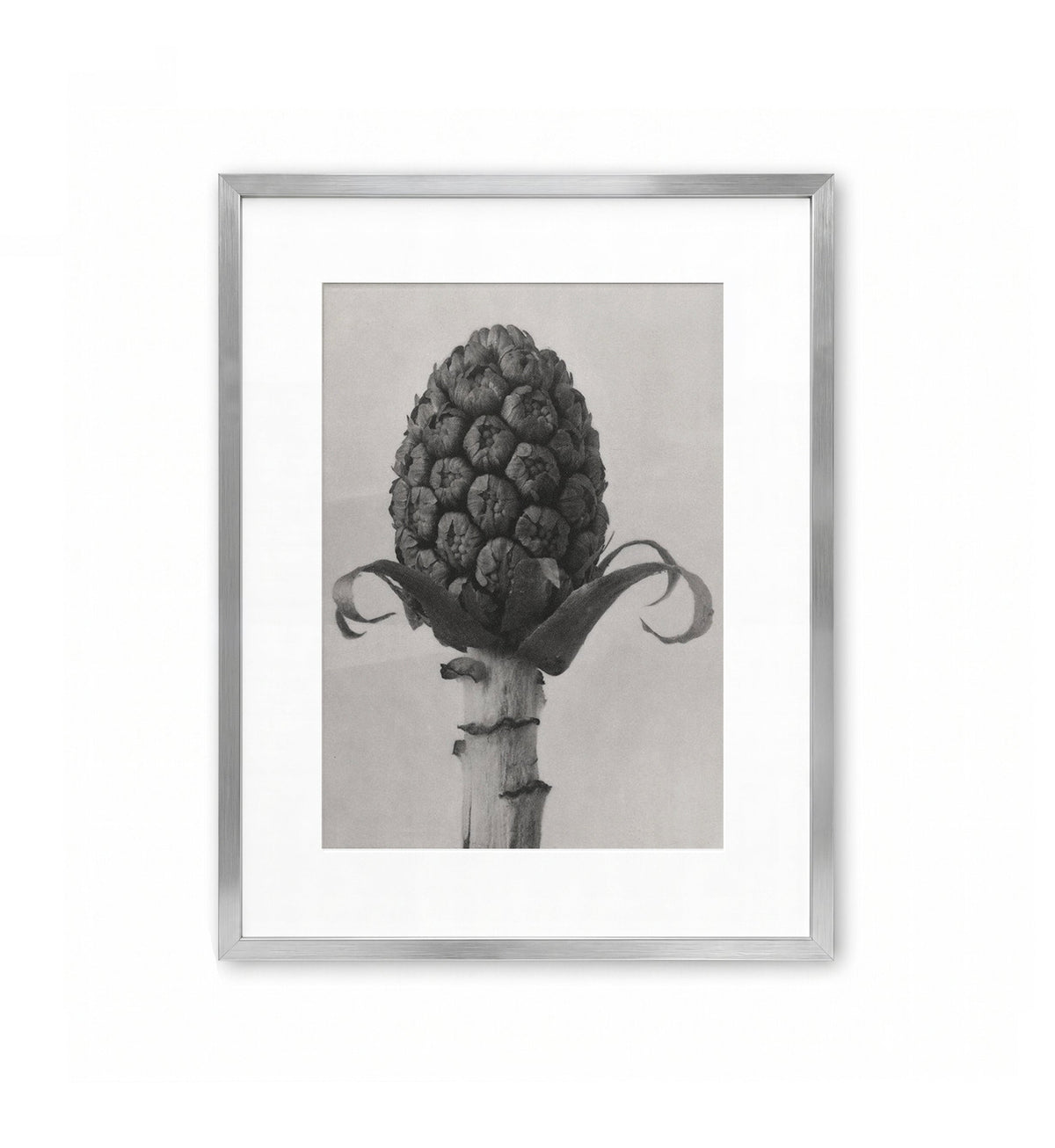 Botanical Crown / Karl Blossfeldt