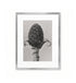 Brote escamado / Karl Blossfeldt