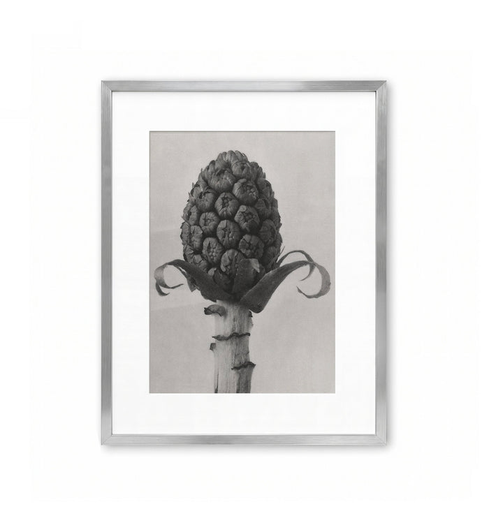 Brote escamado / Karl Blossfeldt
