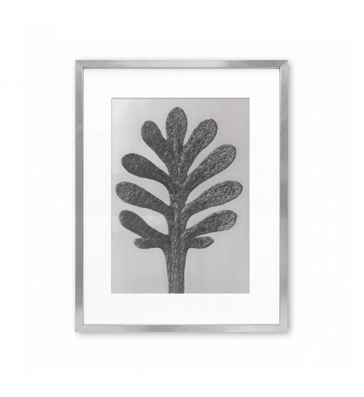 Spruce Shoot / Karl Blossfeldt