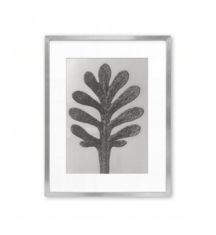 Hoja pinnada / Karl Blossfeldt