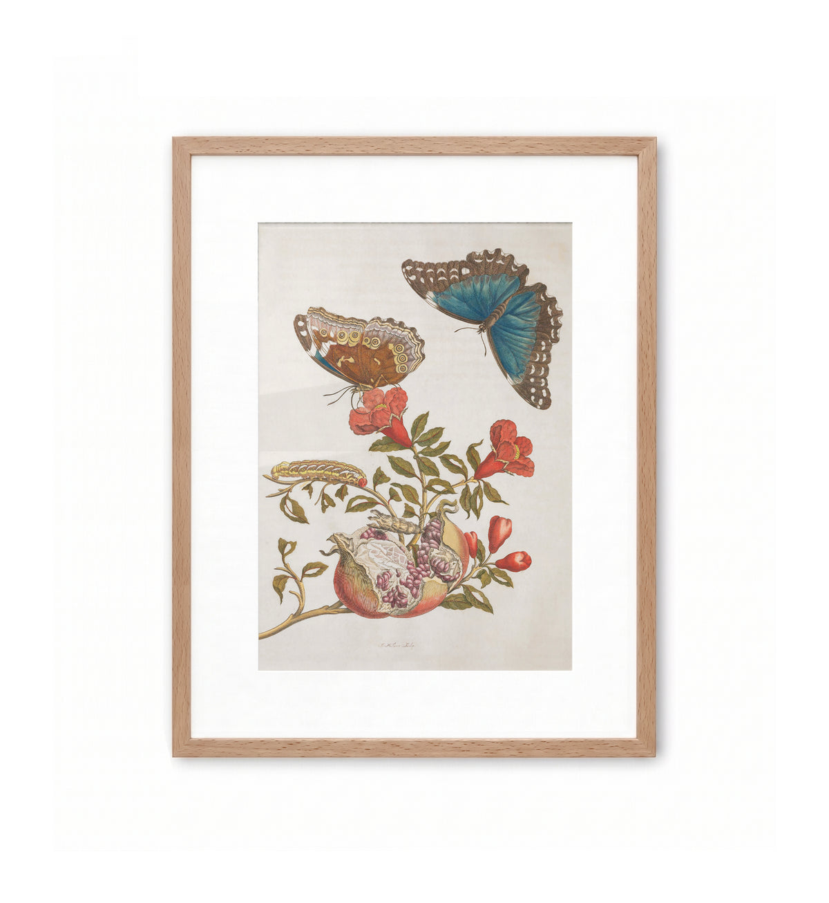 Blue Butterflies and Pomegranate / Maria Sibylla Merian