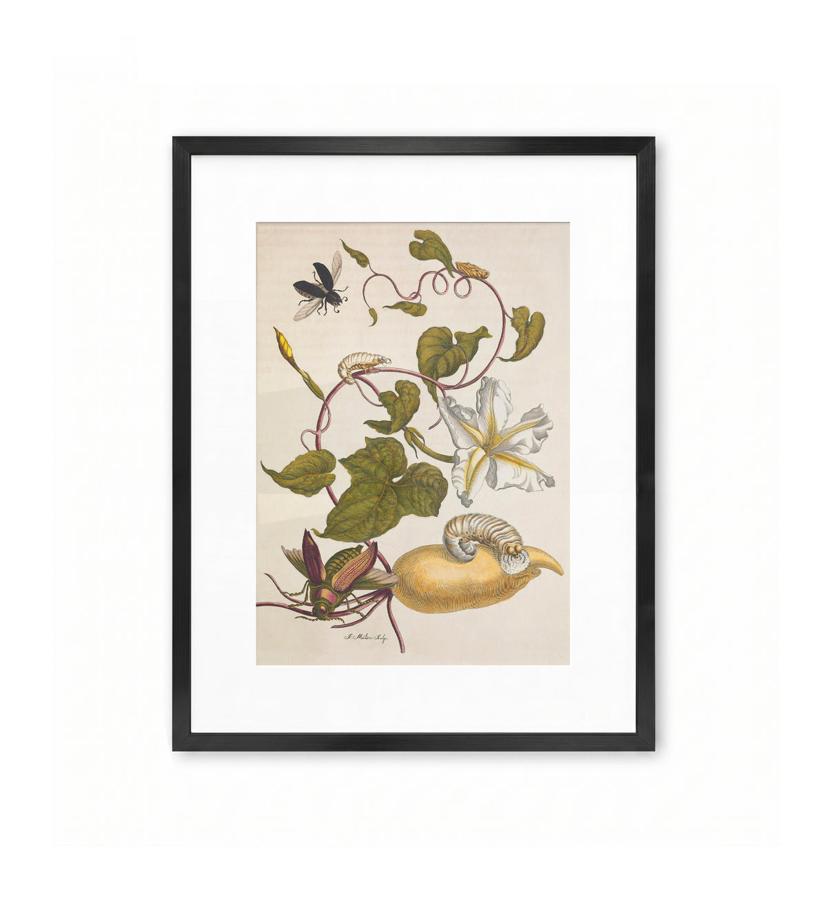 Red Beetle / Maria Sibylla Merian