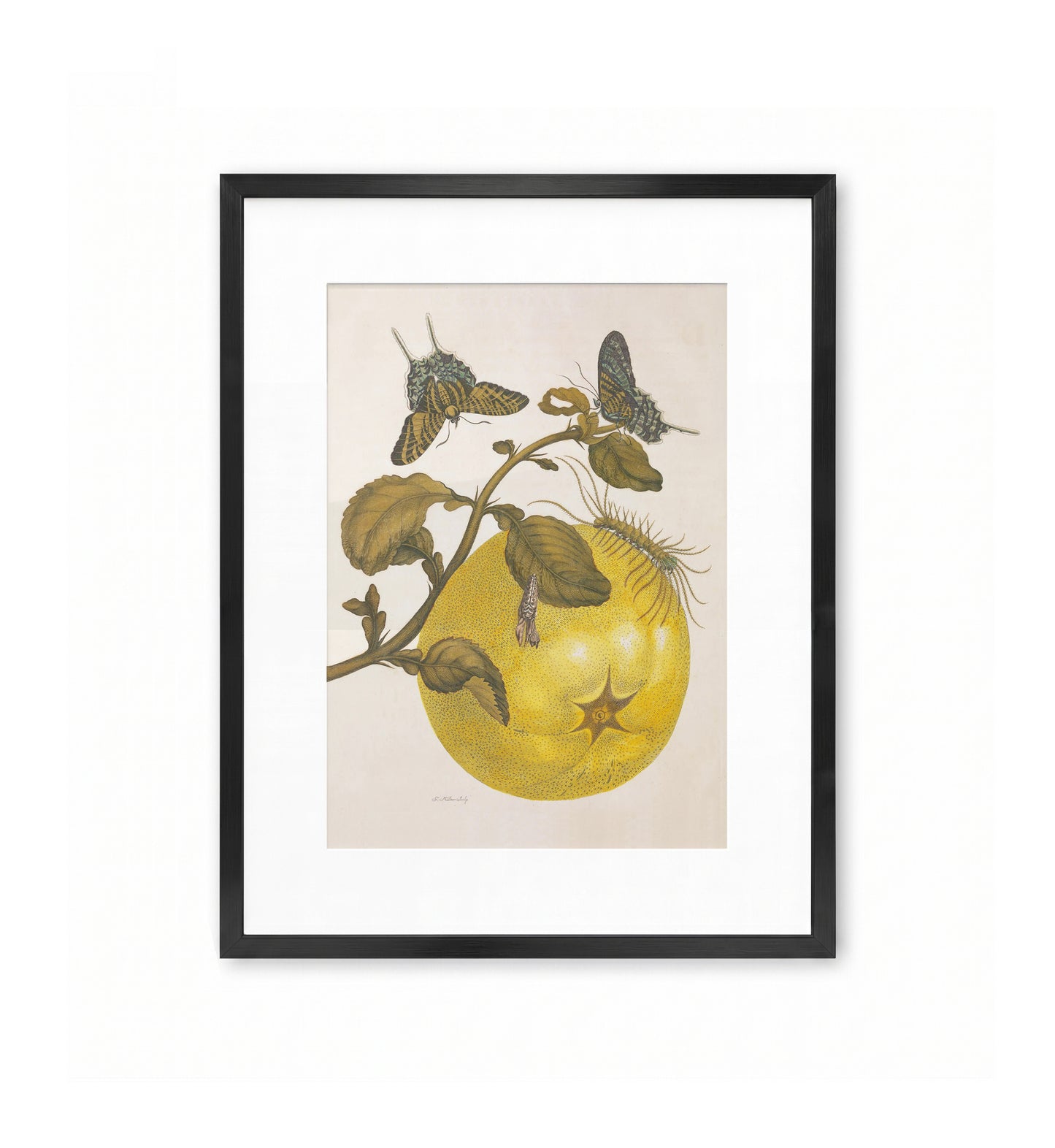 Swallowtails and Great Yellow Fruit / Maria Sibylla Merian