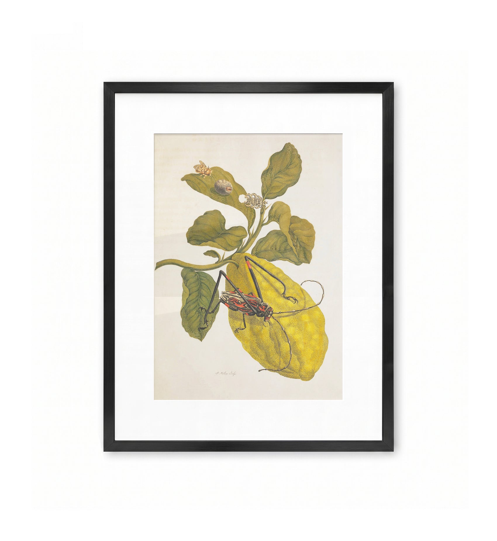 Citrus Fruit and Beetle / Maria Sibylla Merian