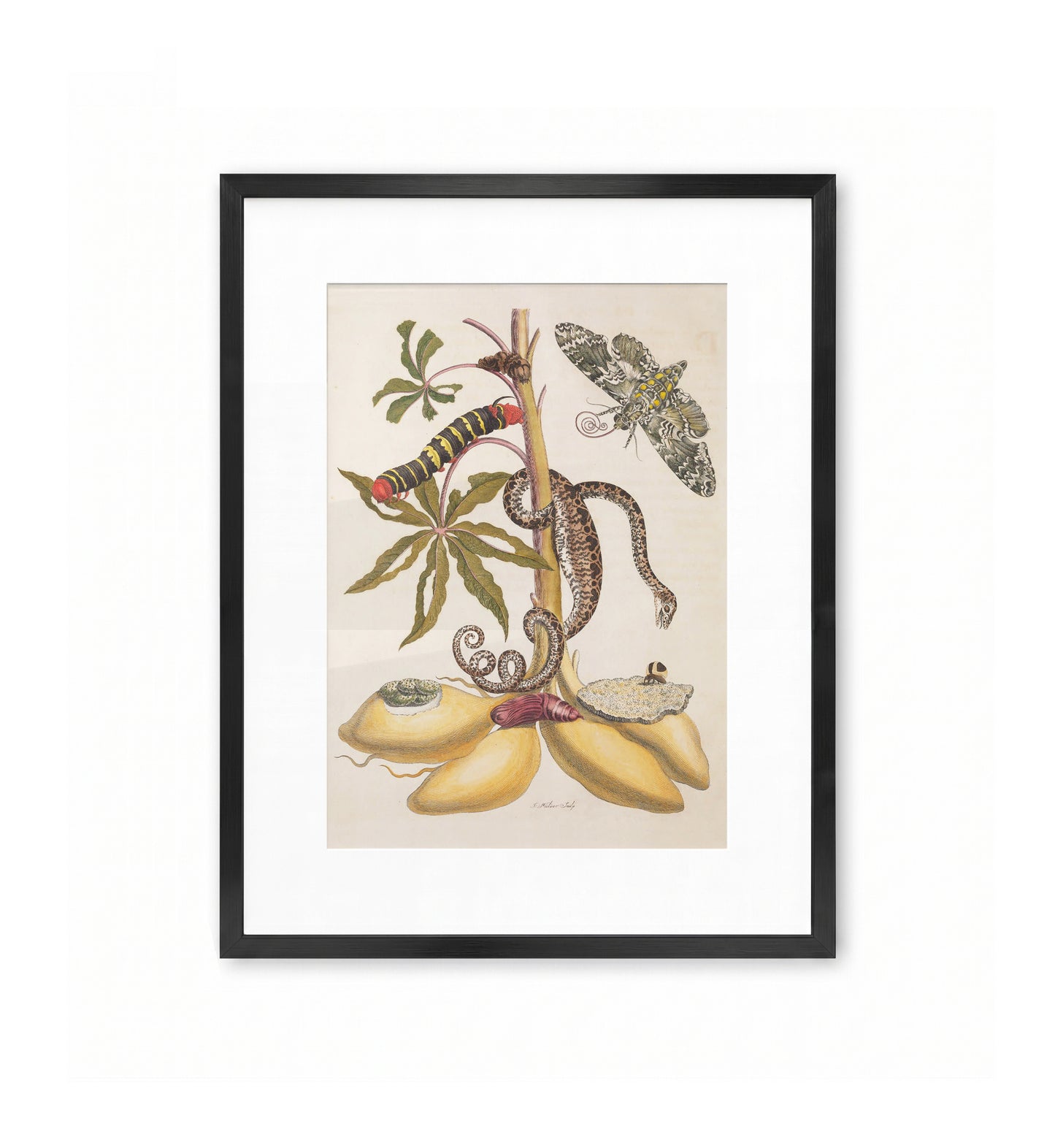 Snake, Caterpillar, Butterfly, and Insects on Plant / Maria Sibylla Merian