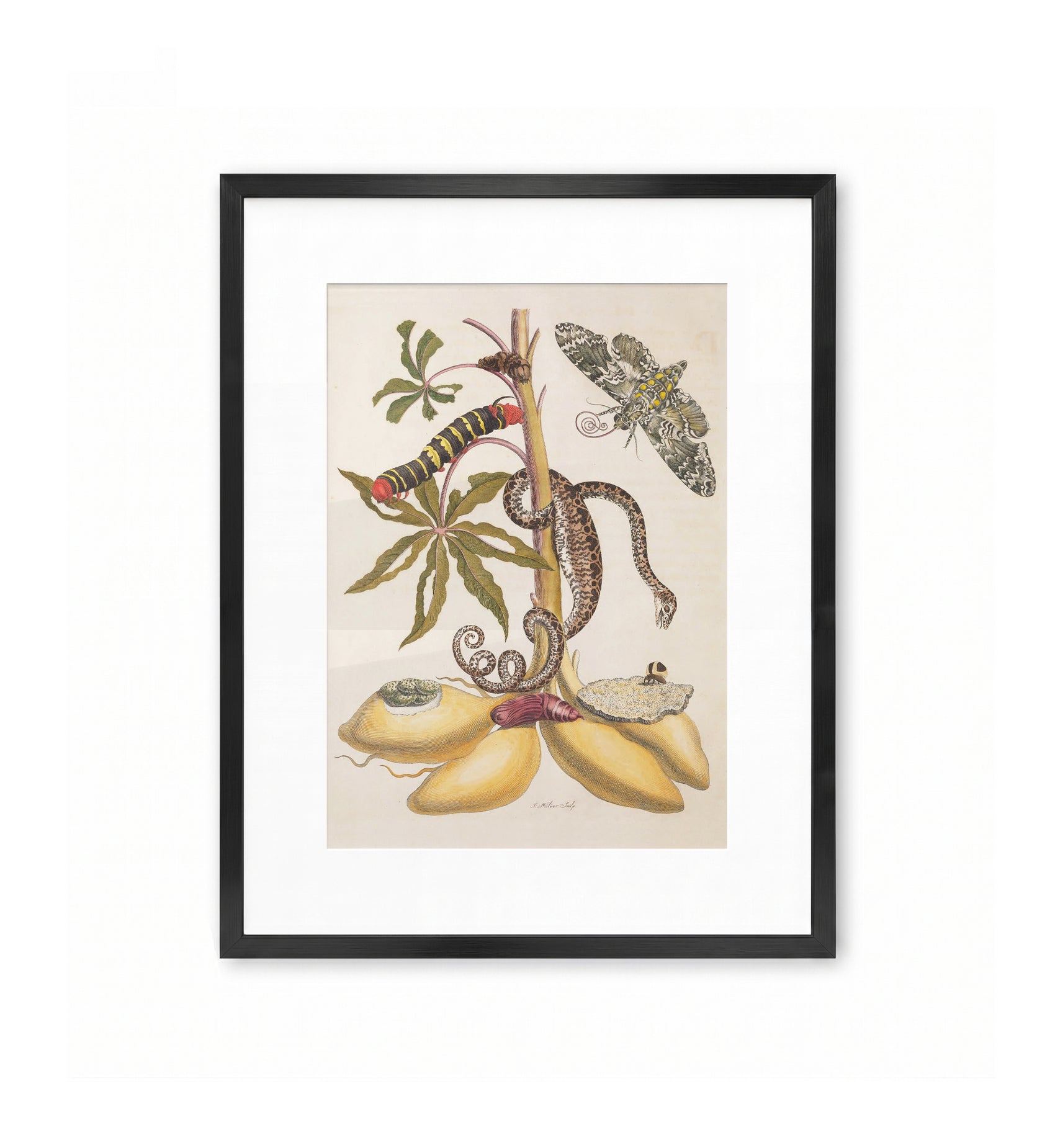 Snake, Caterpillar, Butterfly, and Insects on Plant / Maria Sibylla Merian