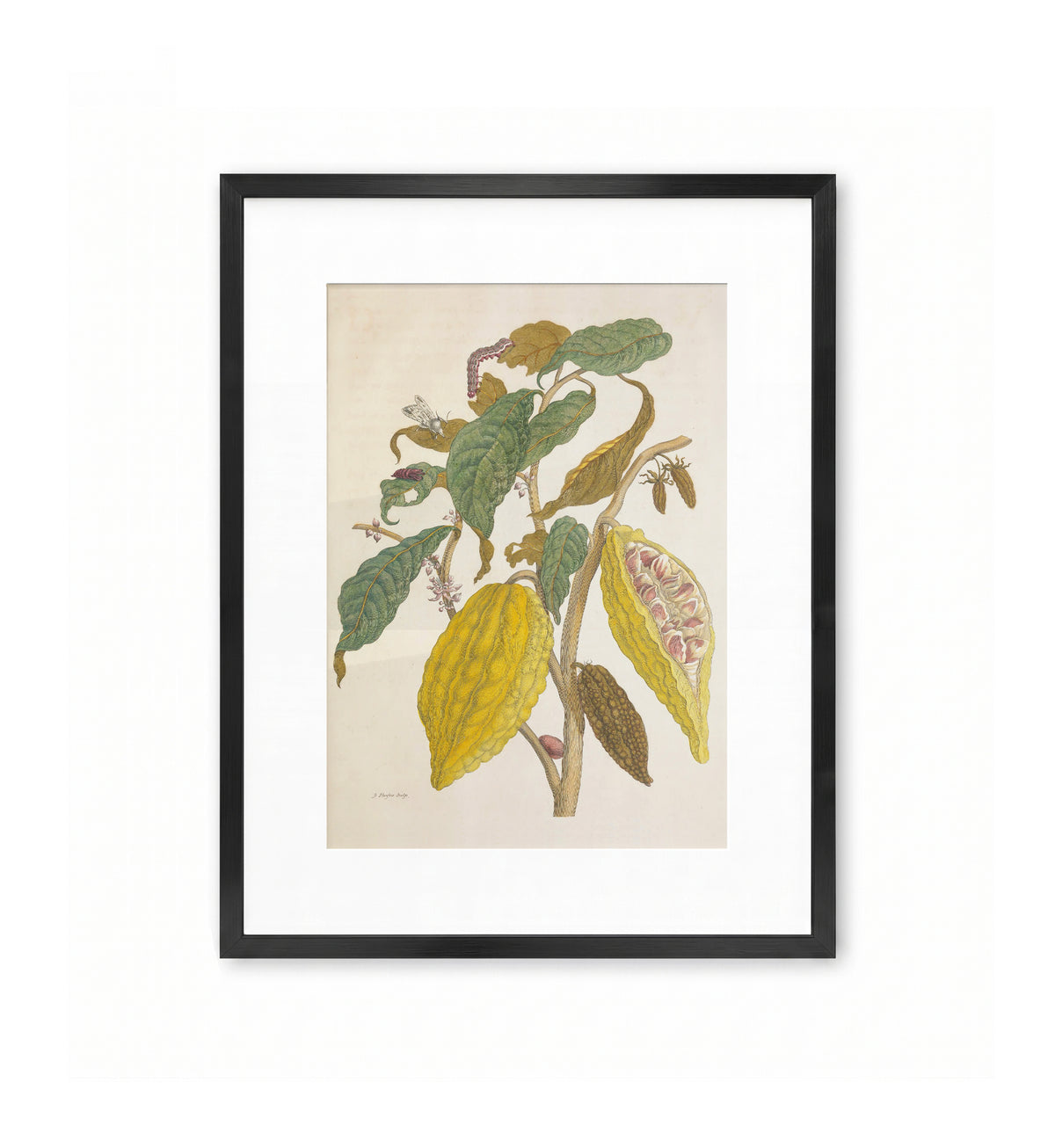 Cacao / Maria Sibylla Merian