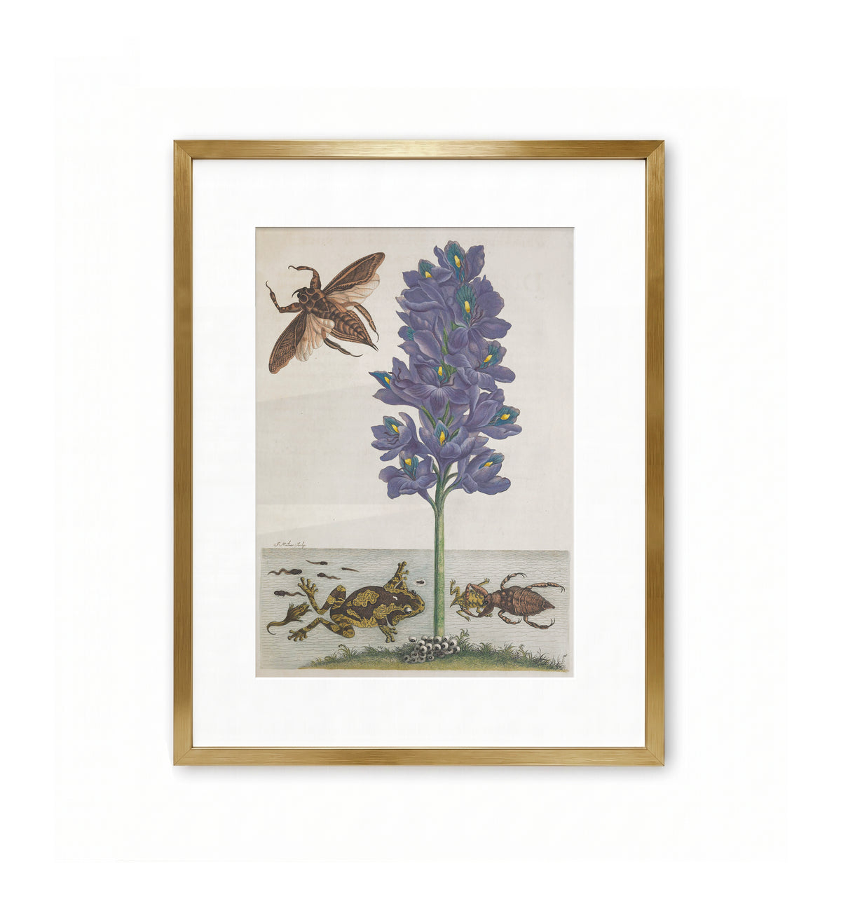 Hyacinth Tree Frog Water Bug / Maria Sibylla Merian