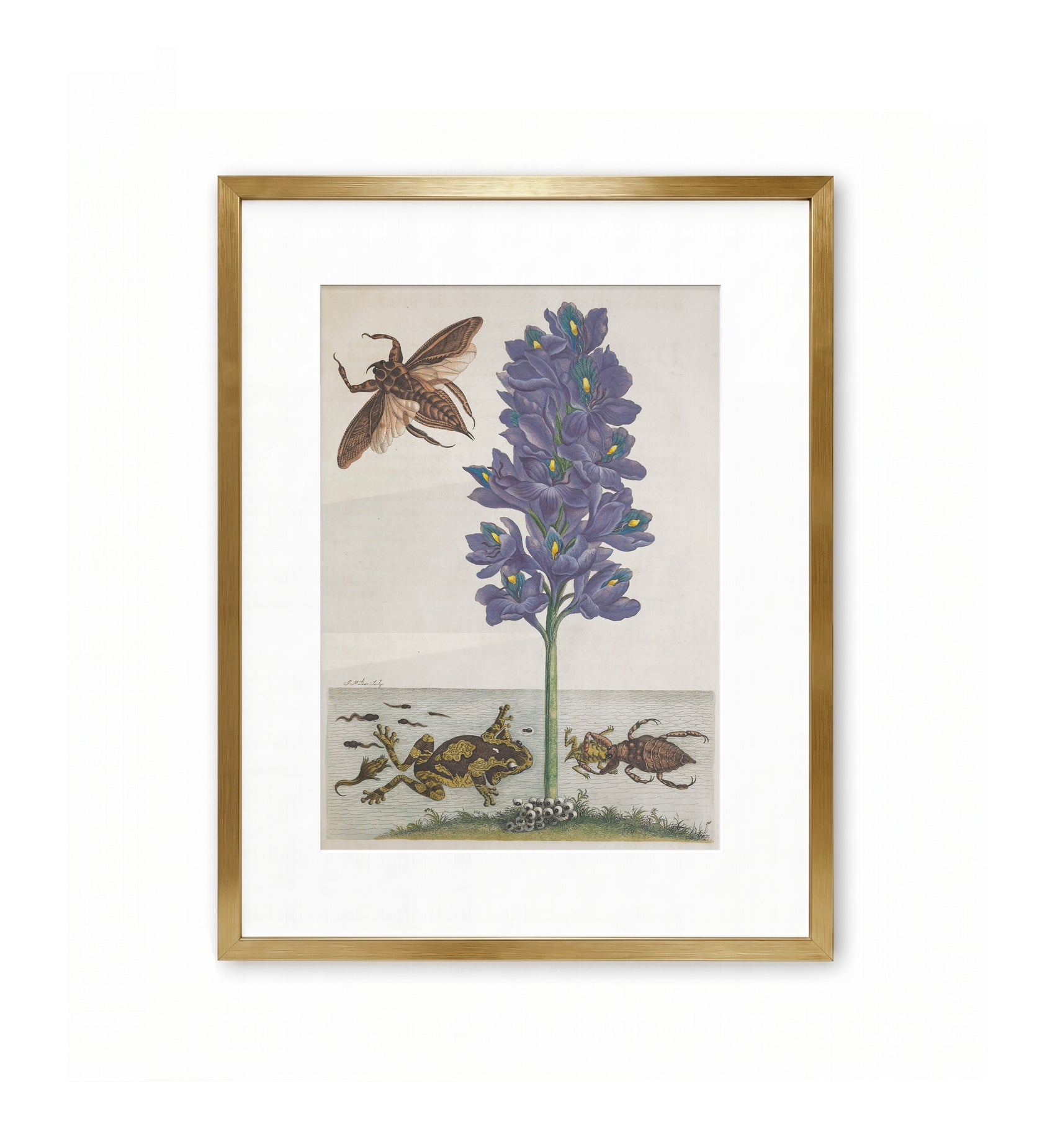 Hyacinth Tree Frog Water Bug / Maria Sibylla Merian