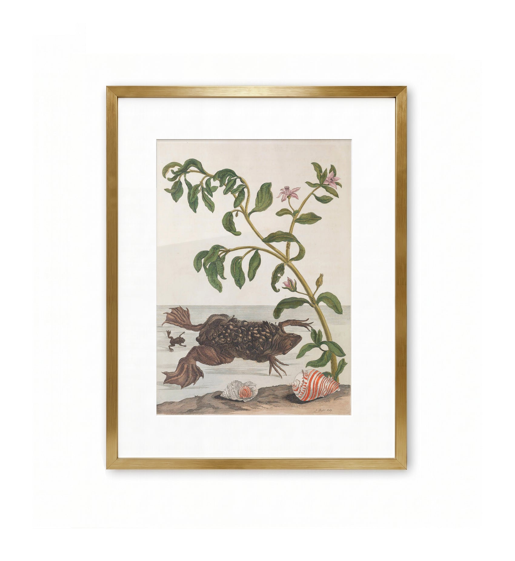 Suriname Toad / Maria Sibylla Merian