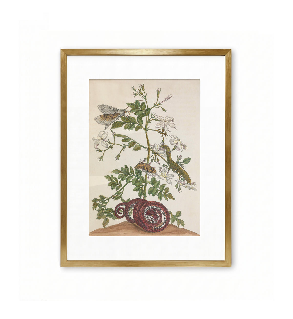 Jasmine and the Metamorphosis / Maria Sibylla Merian