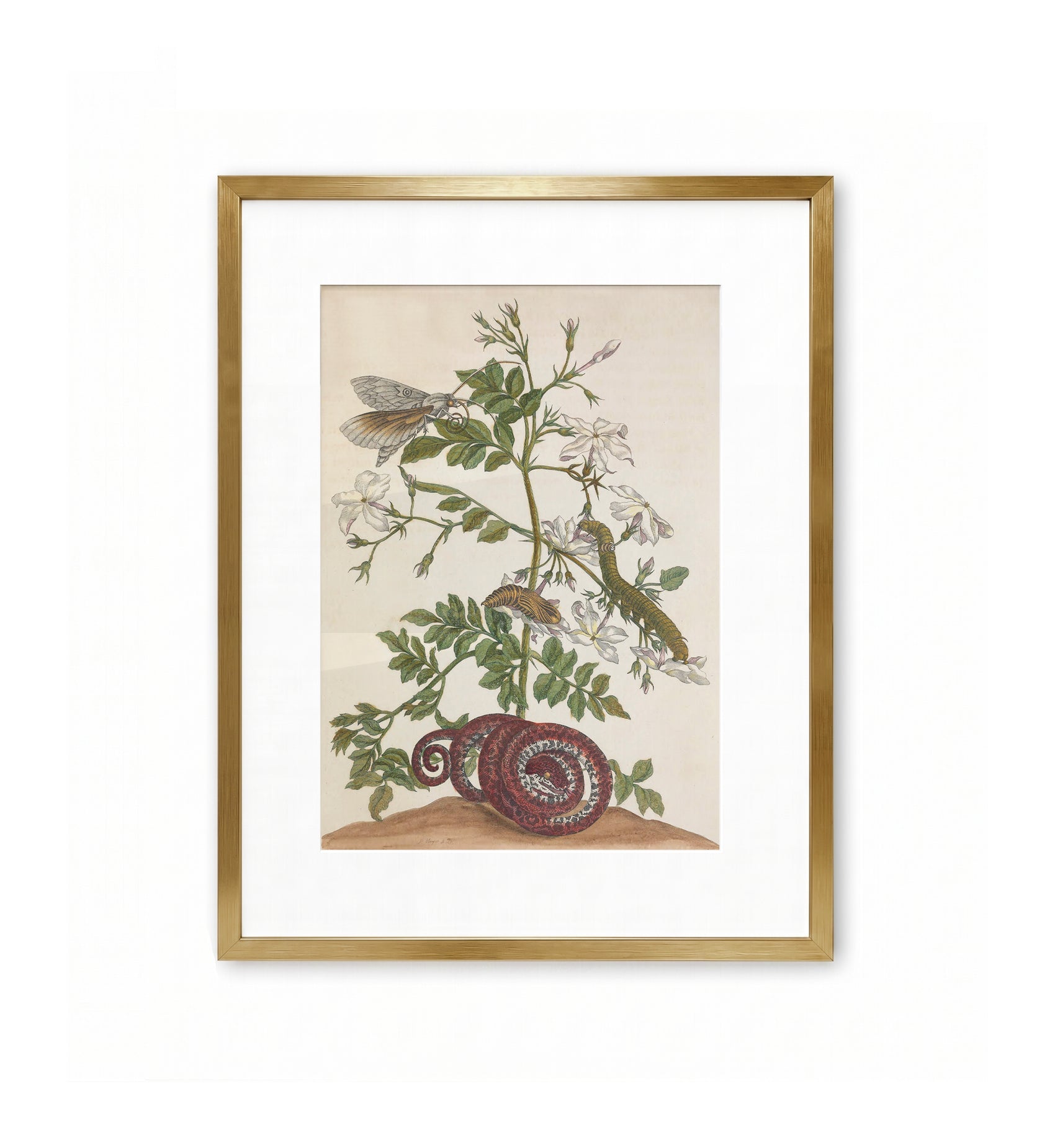 Jasmine and the Metamorphosis / Maria Sibylla Merian