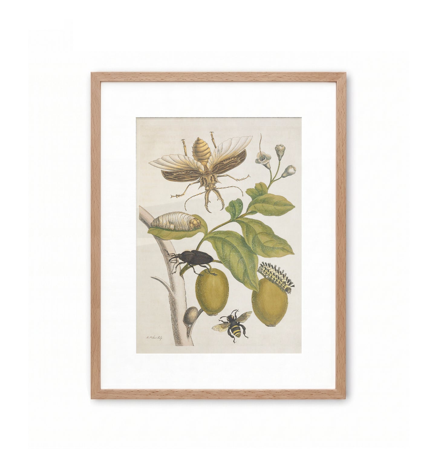 Metamorphosis XLVIII / Maria Sibylla Merian