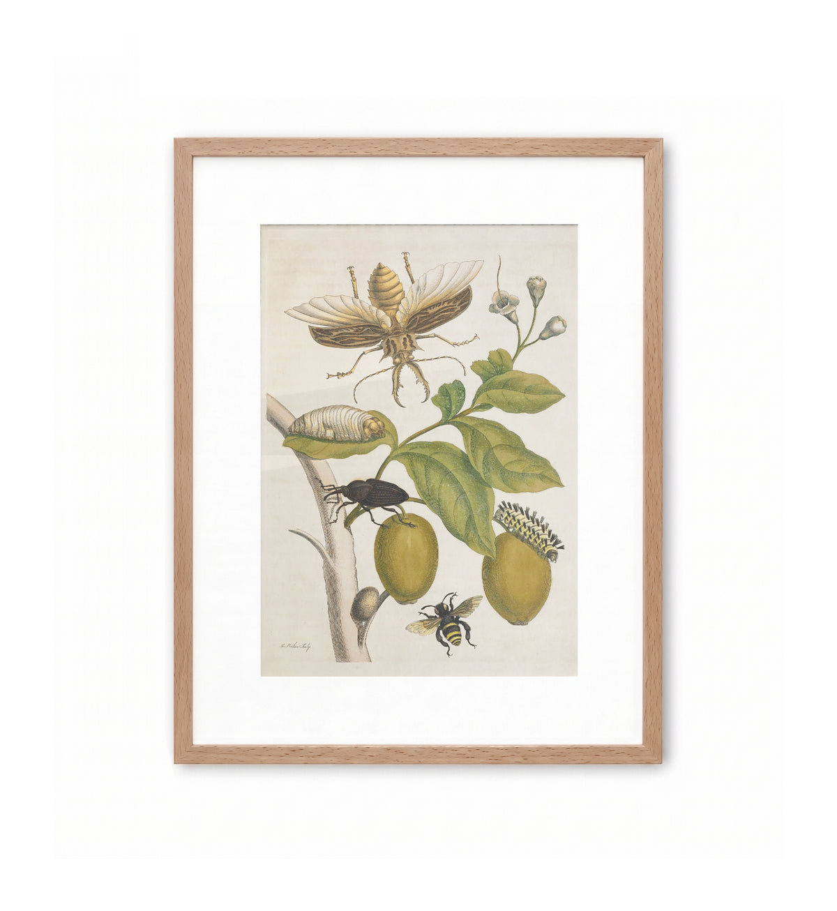 Metamorphosis XLVIII / Maria Sibylla Merian