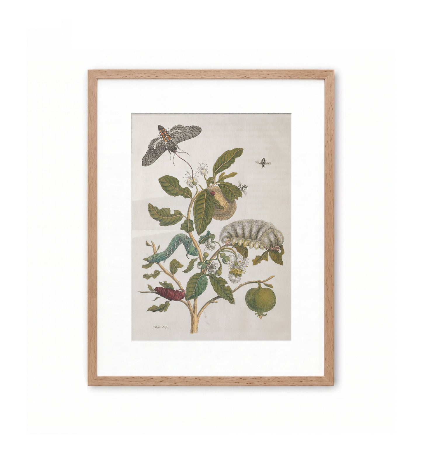 The White Guava – Plate 57 / Maria Sibylla Merian