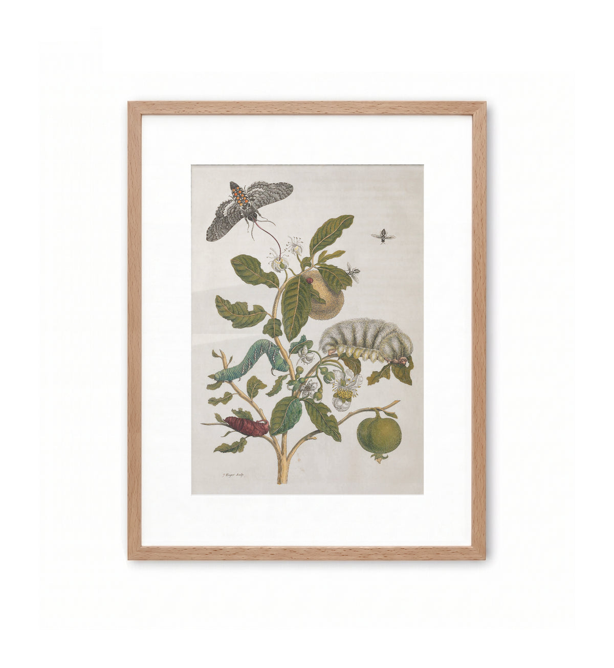 The White Guava – Plate 57 / Maria Sibylla Merian