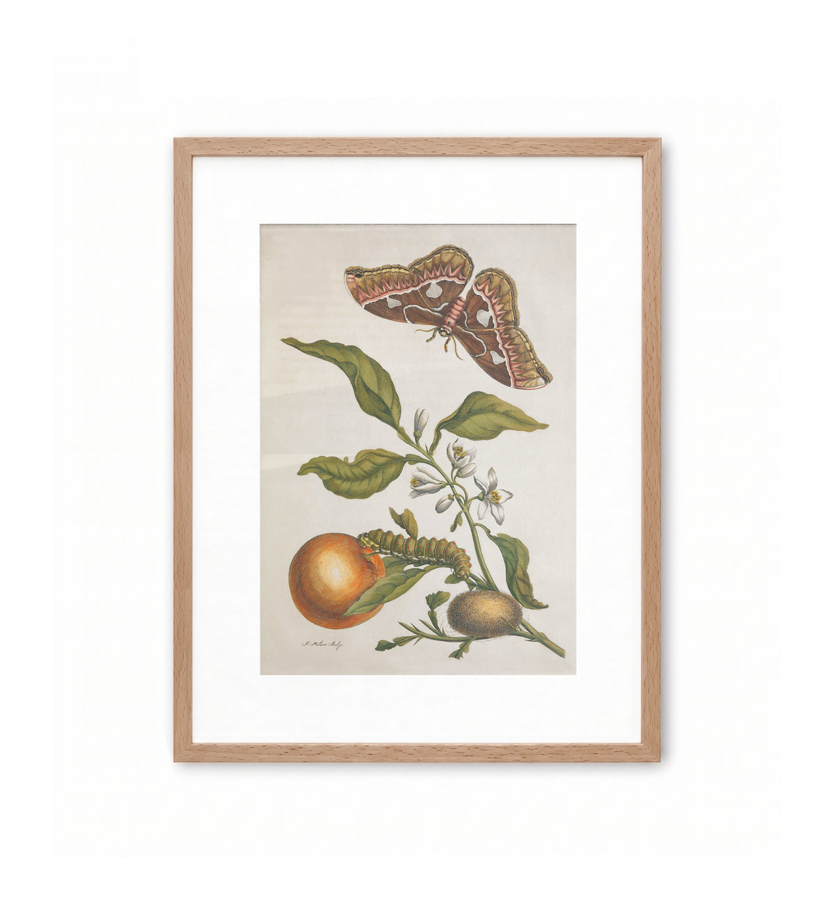 Orange und Nachtfalter / Maria Sibylla Merian