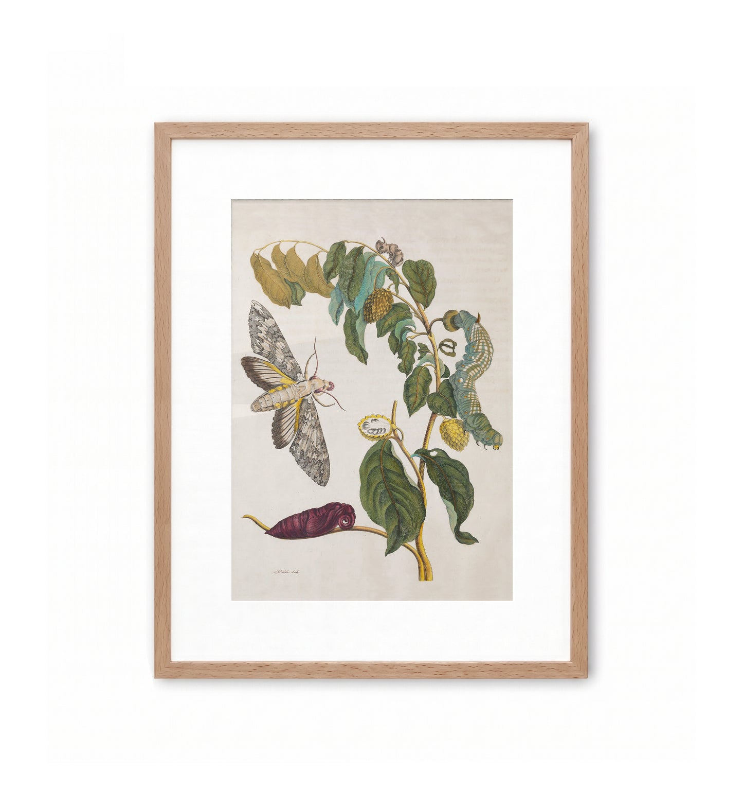Metamorphosis III / Maria Sibylla Merian