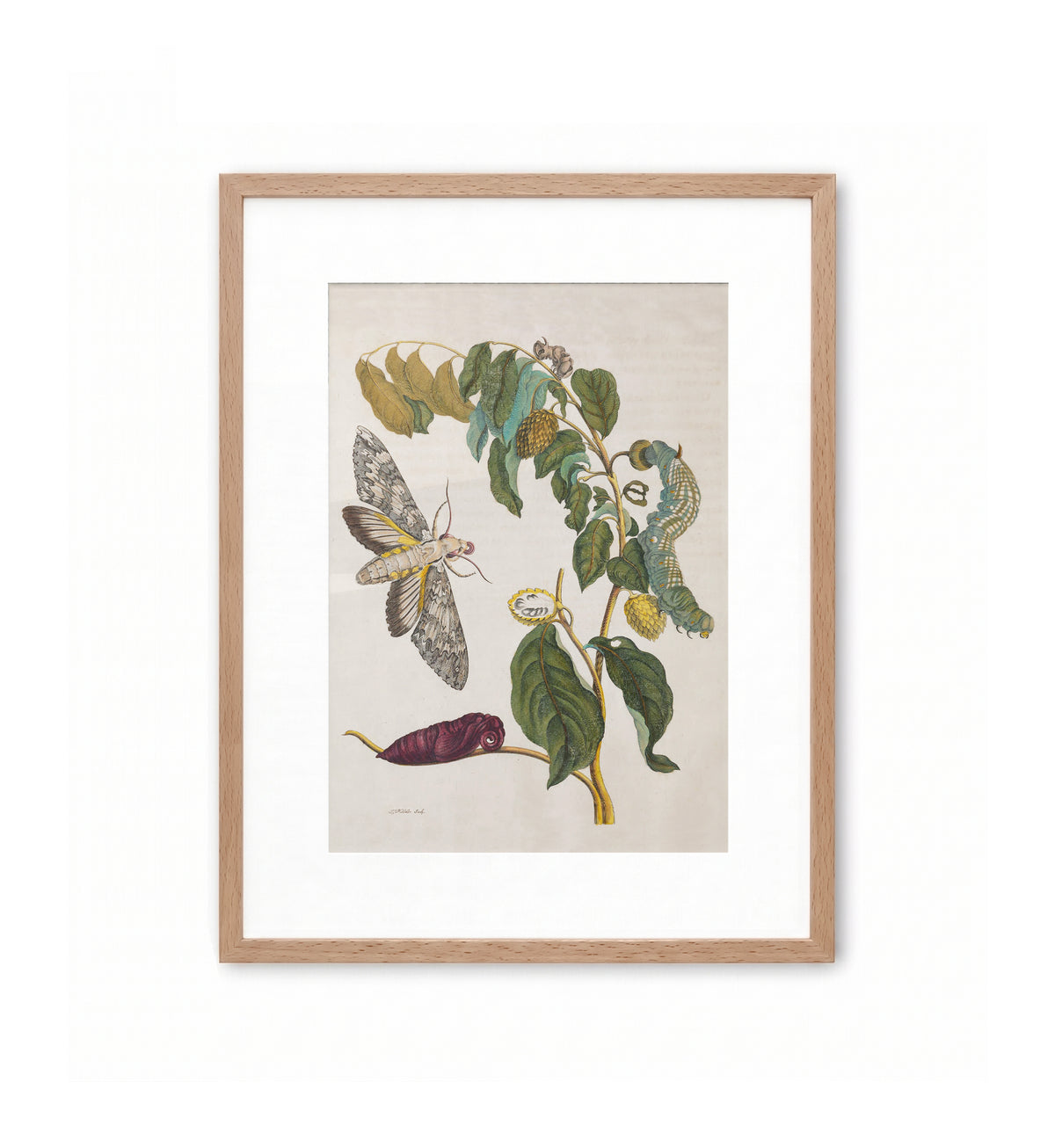 Metamorphosis III / Maria Sibylla Merian