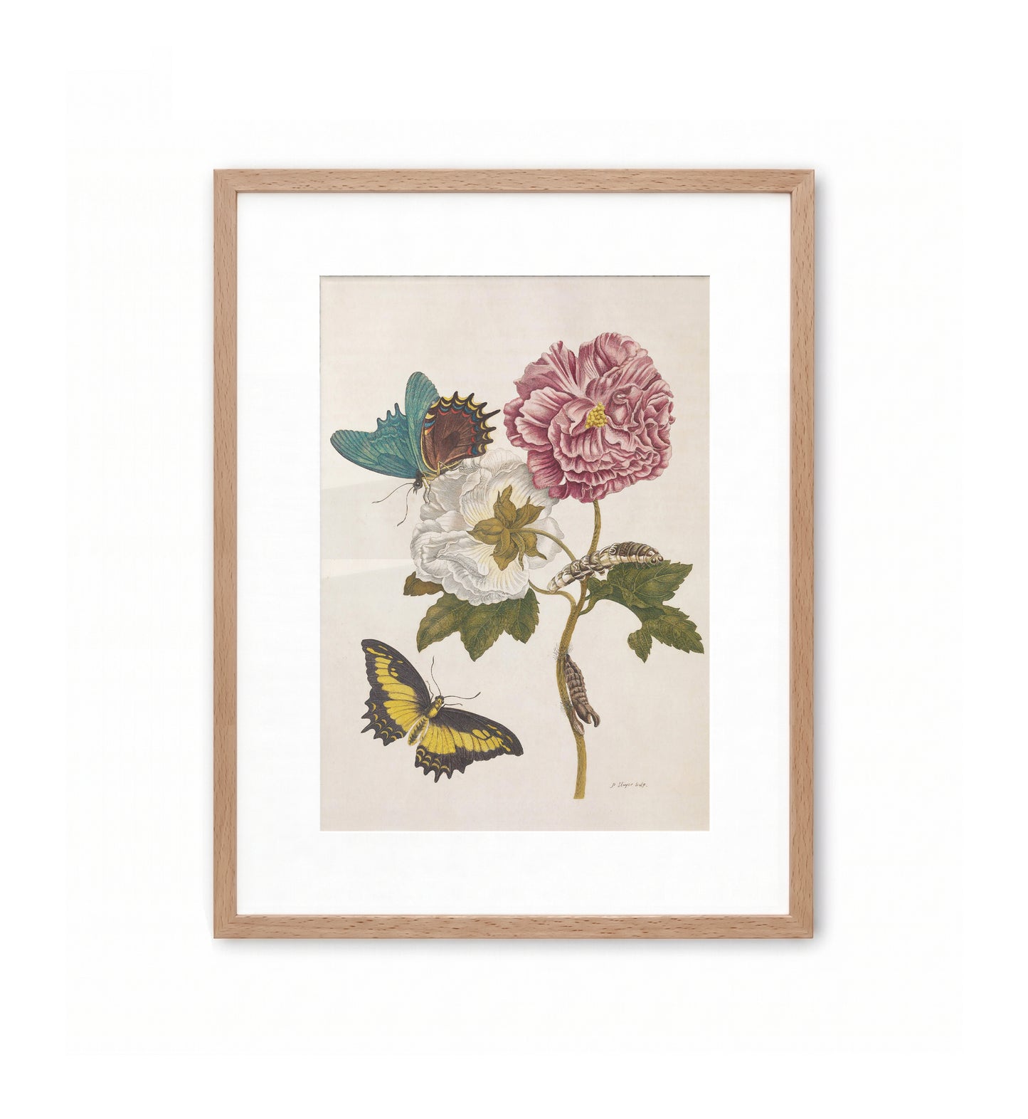 Butterfly No. 24 / Maria Sibylla Merian