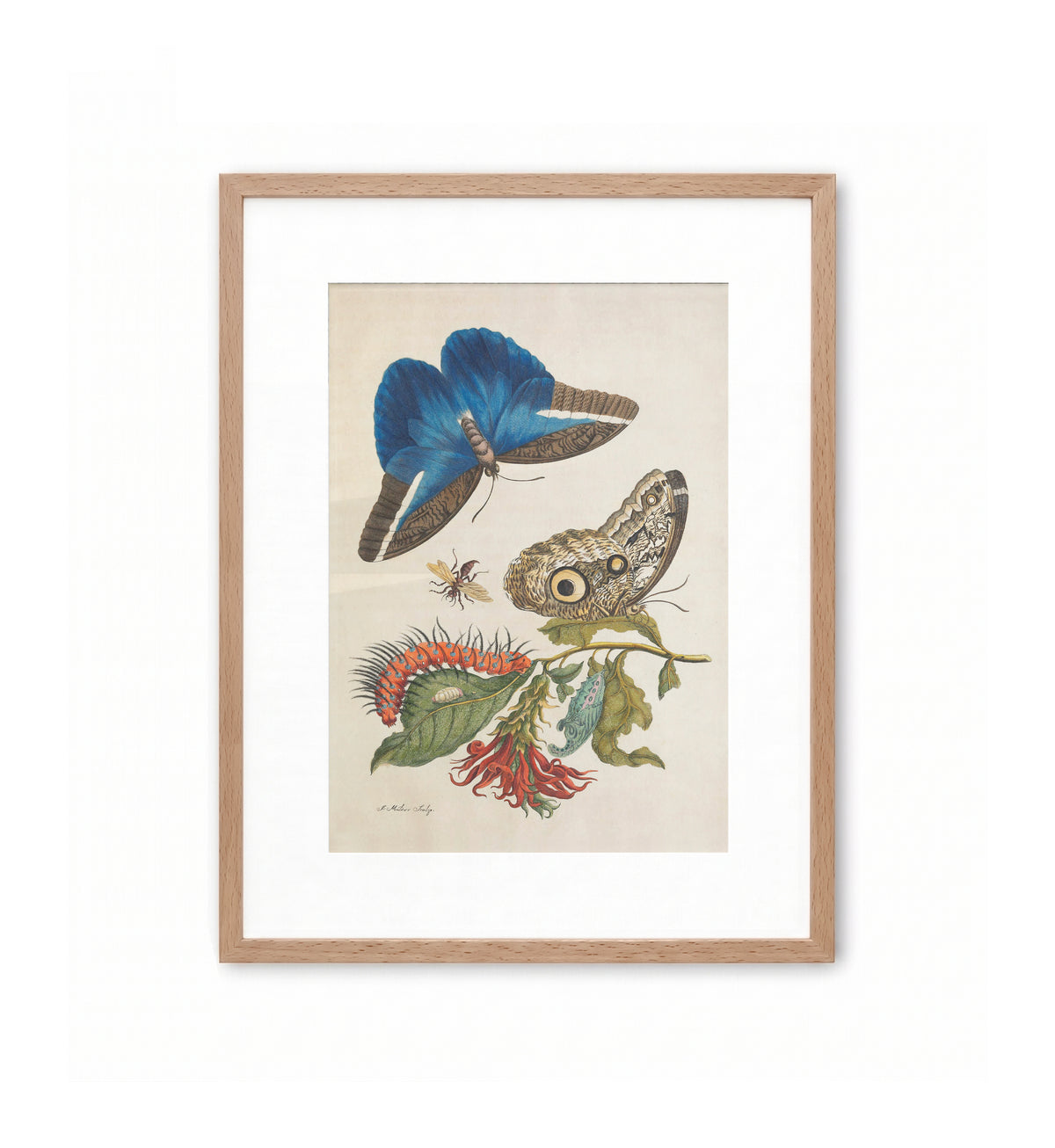 Blue Butterflies and Red Larva / Maria Sibylla Merian