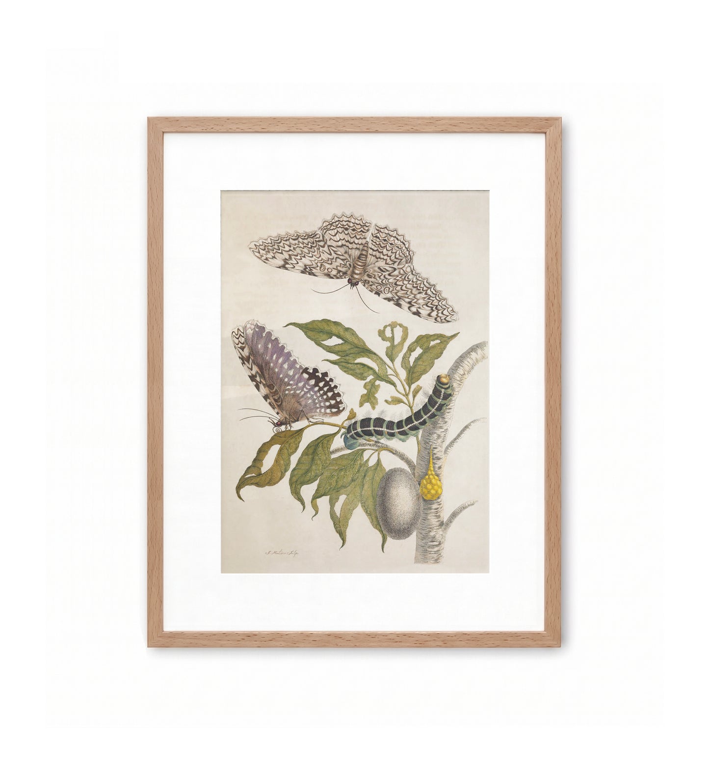 Moths, Caterpillars, and Foliage / Maria Sibylla Merian