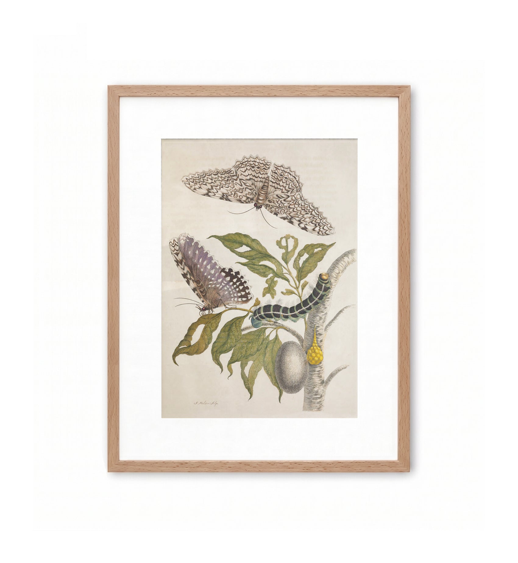 Moths, Caterpillars, and Foliage / Maria Sibylla Merian