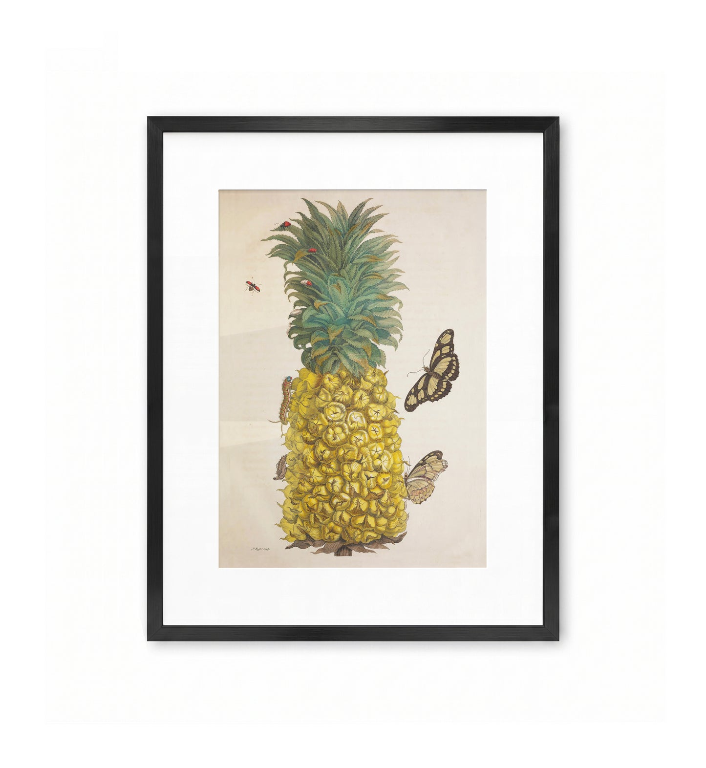 Mature Pineapple with Butterflies / Maria Sibylla Merian