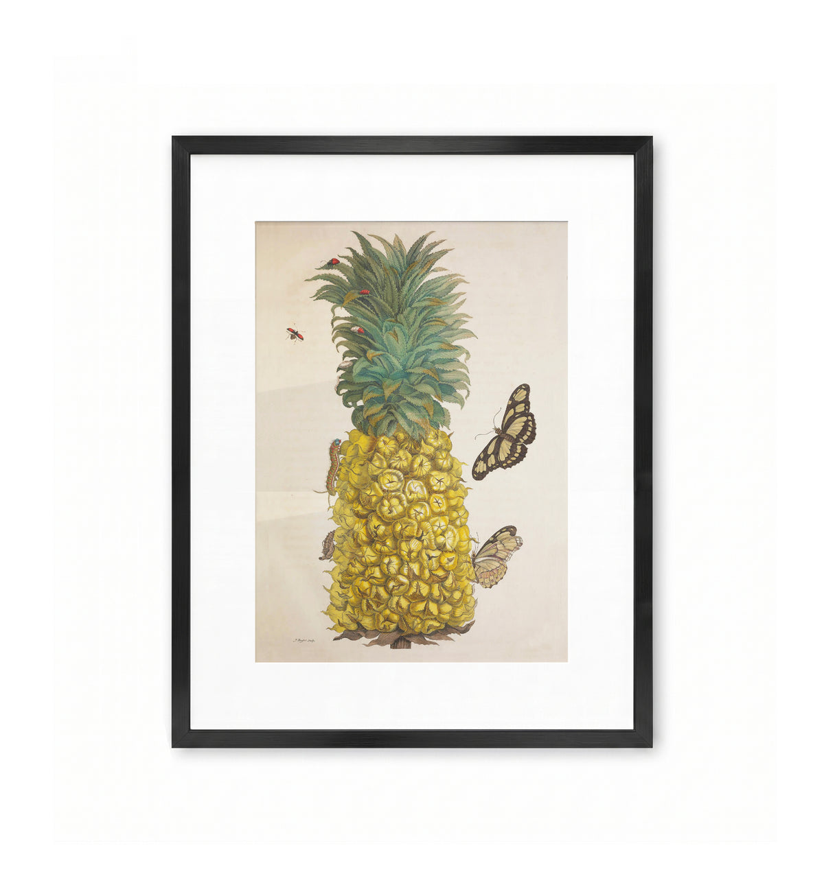 Mature Pineapple with Butterflies / Maria Sibylla Merian