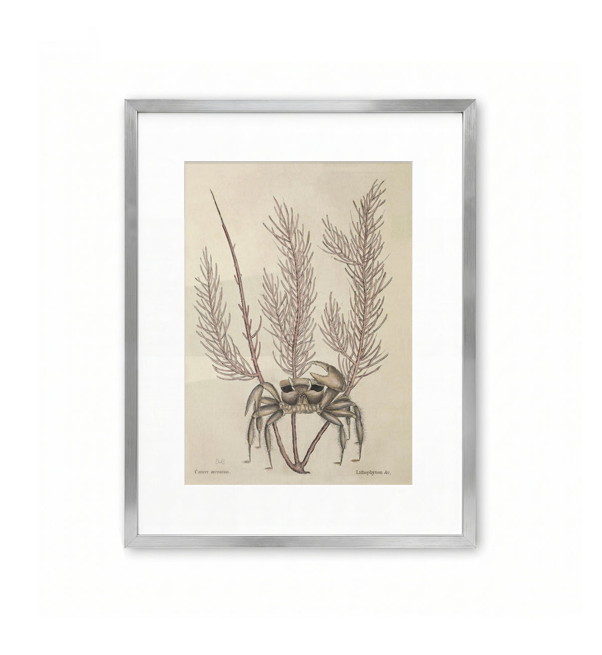Cancer Arenarius / Mark Catesby