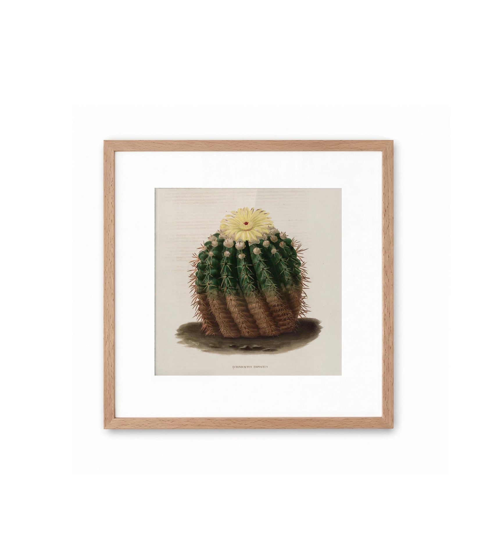 Echinocactus Erinaceus / N. Rémond