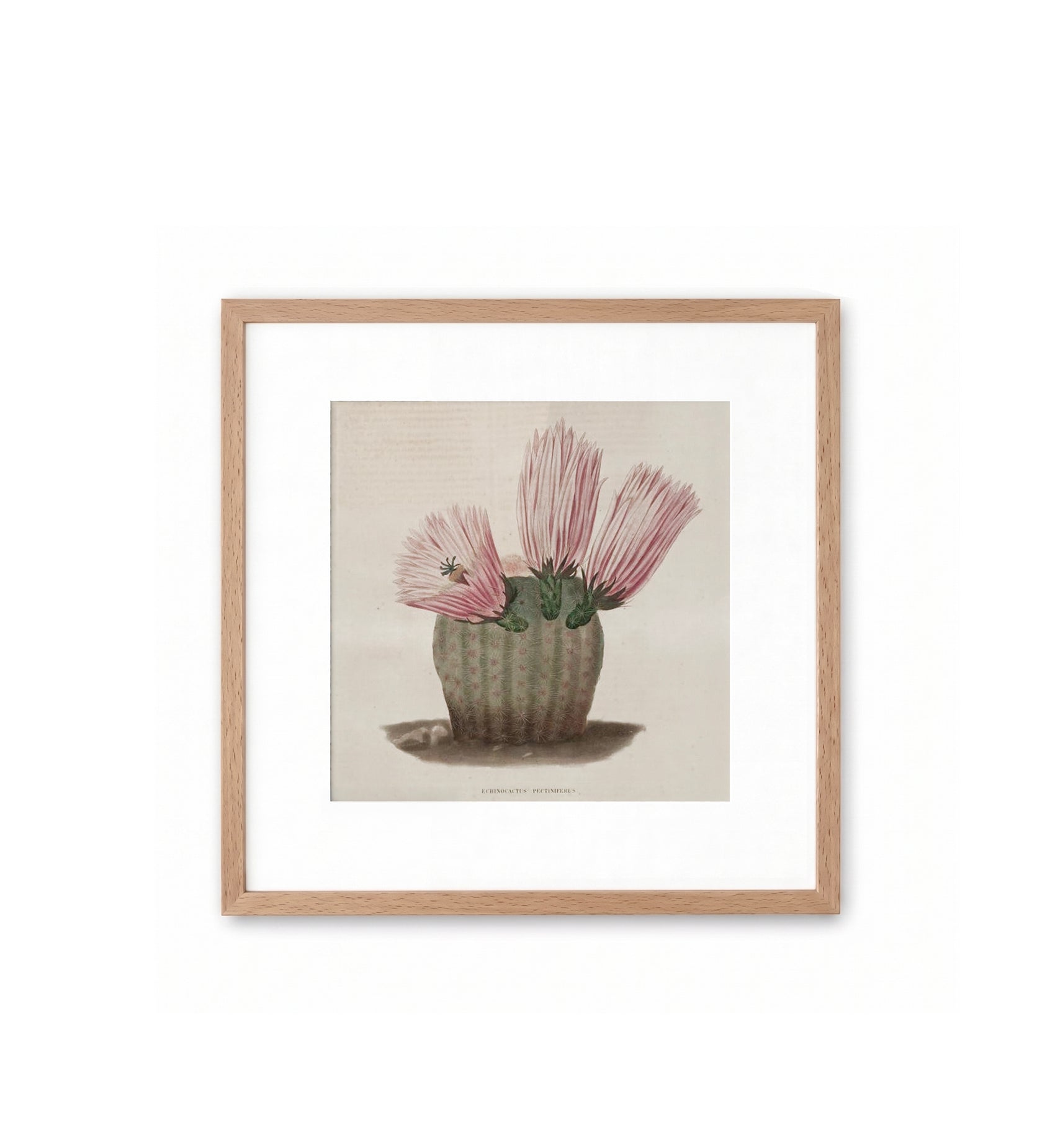 Echinocereus Pectinatus / N. Rémond