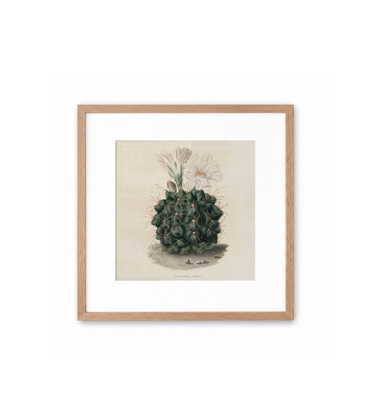 Echinocactus Gibbosus / N. Rémond