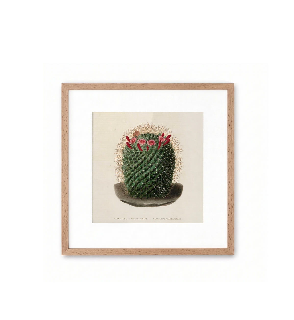 Mammillaria Dolichocentra / N. Rémond
