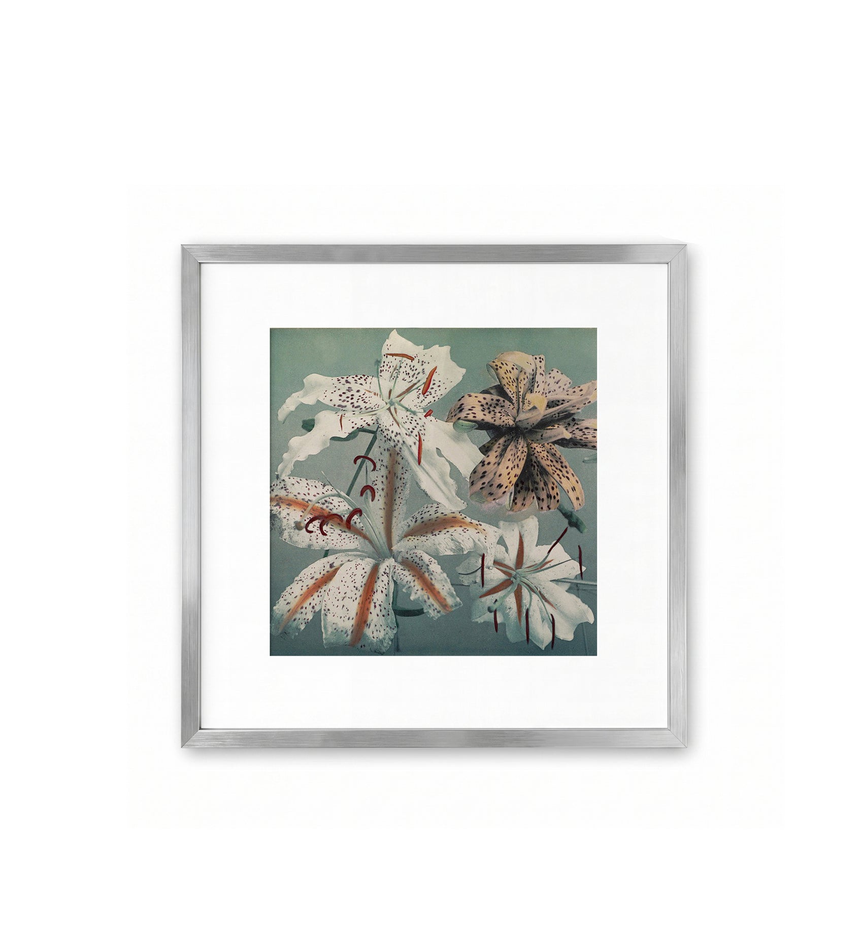Assorted Lilies / Ogawa Kazumasa