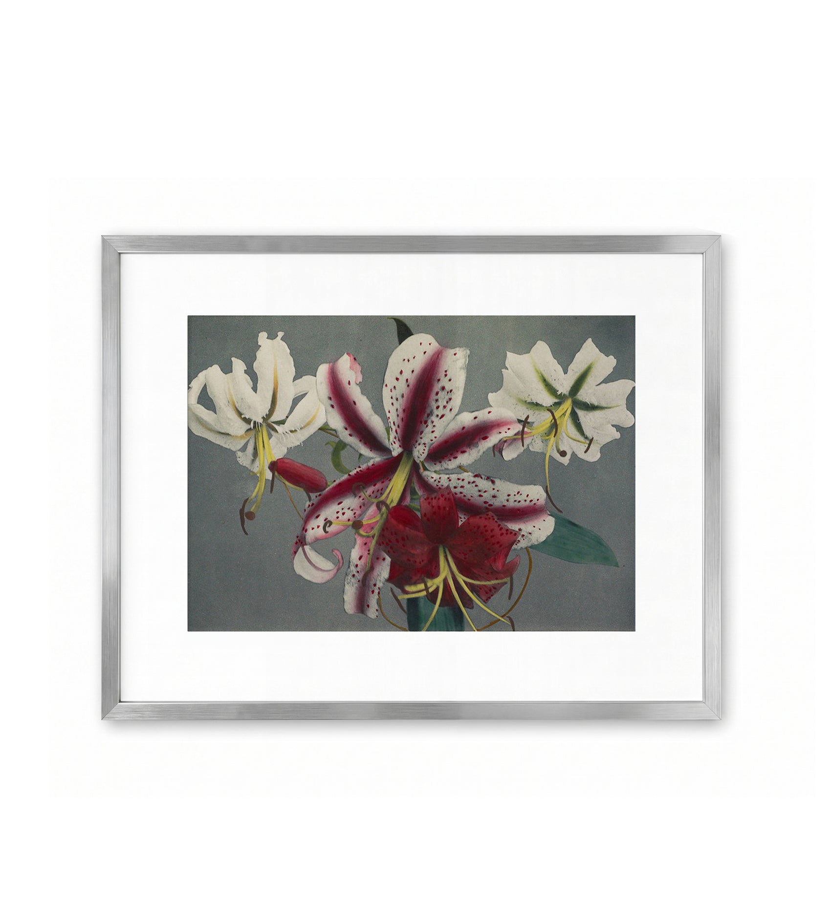 Lily, Hand-Colored Collotype No. 6 / Ogawa Kazumasa