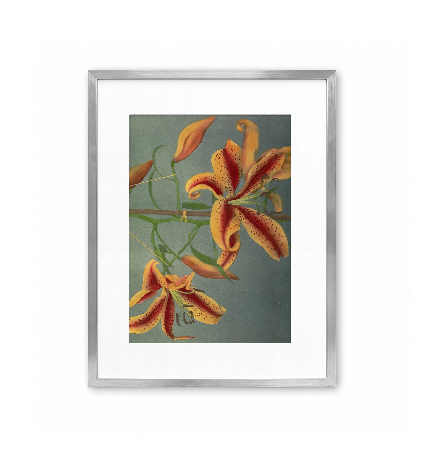 Lily, Hand-Colored Collotype No. 9 / Ogawa Kazumasa