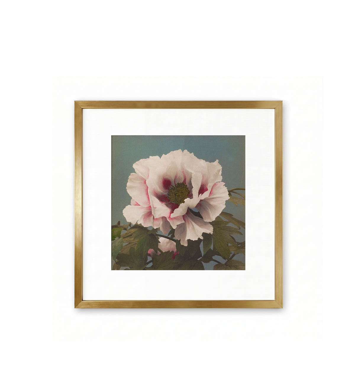 Peony No. 2 / Ogawa Kazumasa
