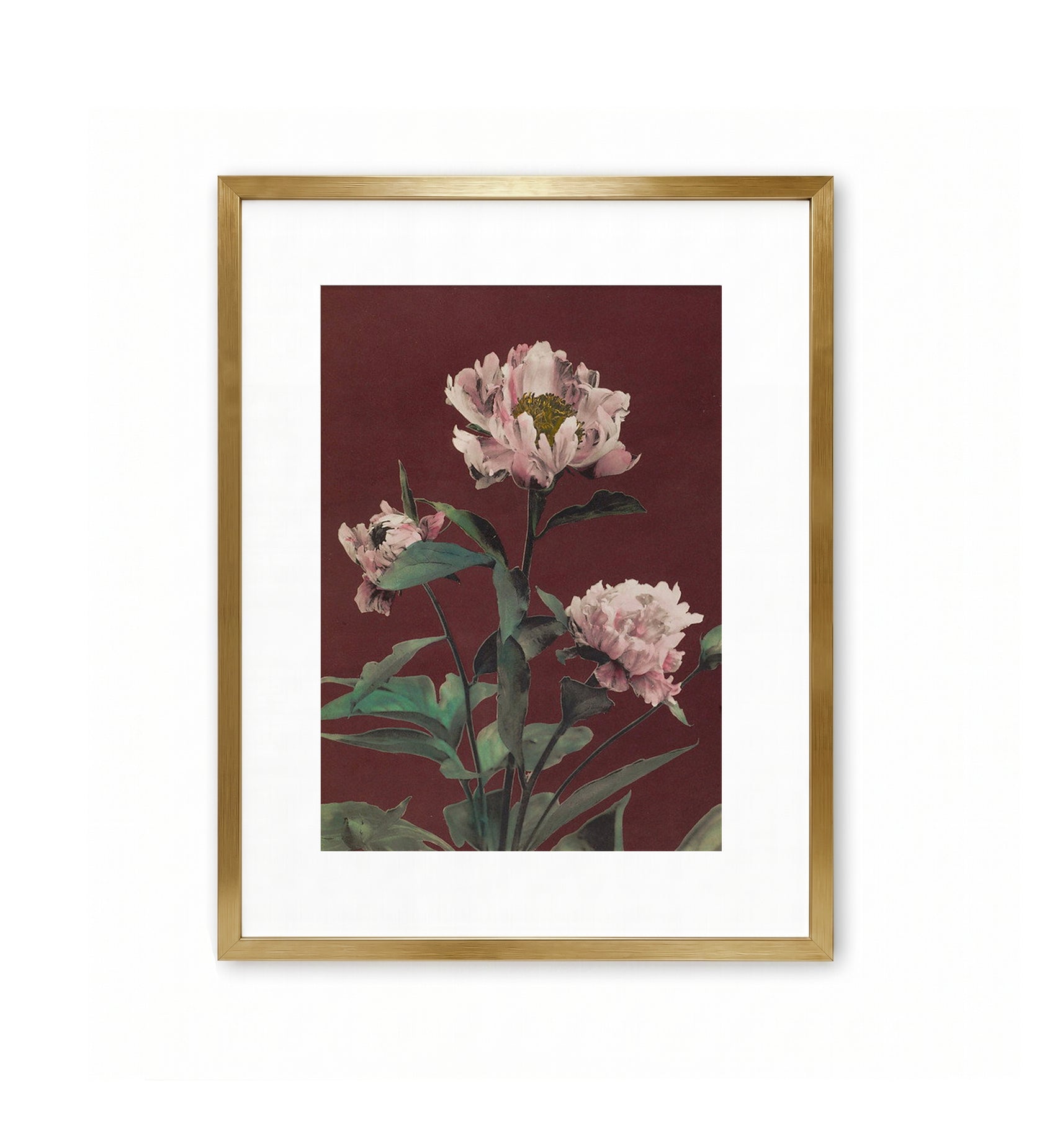 Herbaceous Peony No. 2 / Ogawa Kazumasa