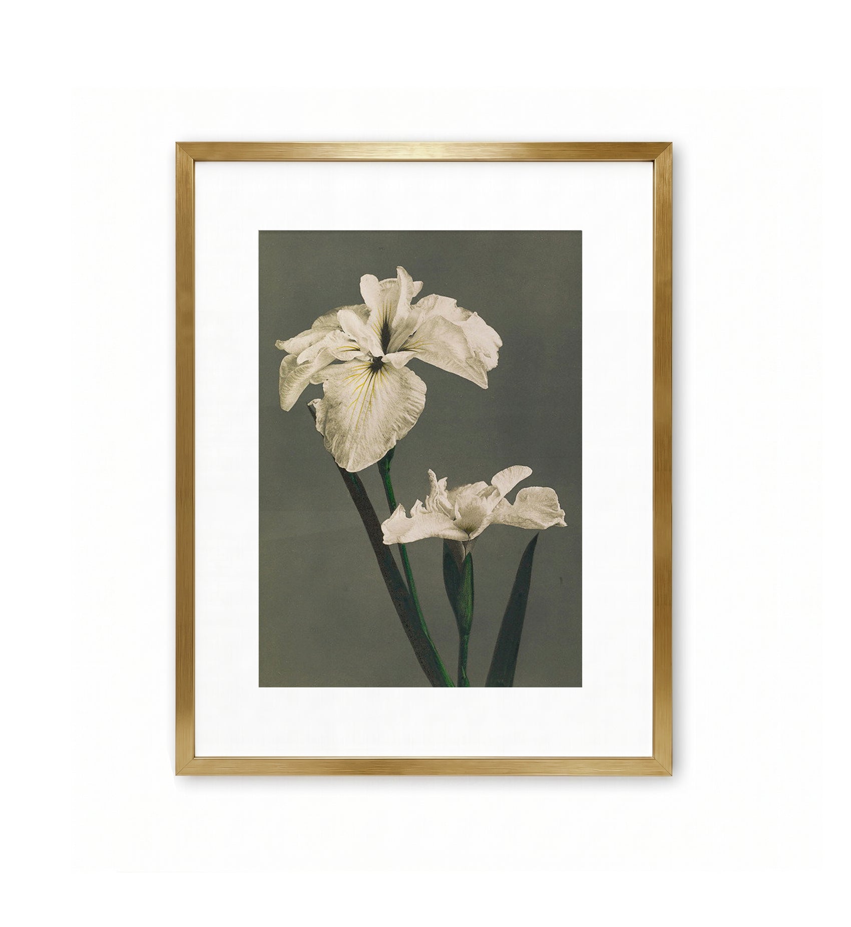 Iris Kæmpferi / Ogawa Kazumasa