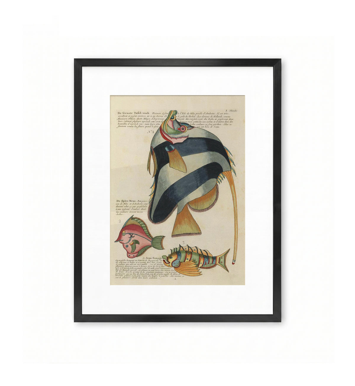 Poissons des Indes – Plate I / Louis Renard & Samuel Fallours