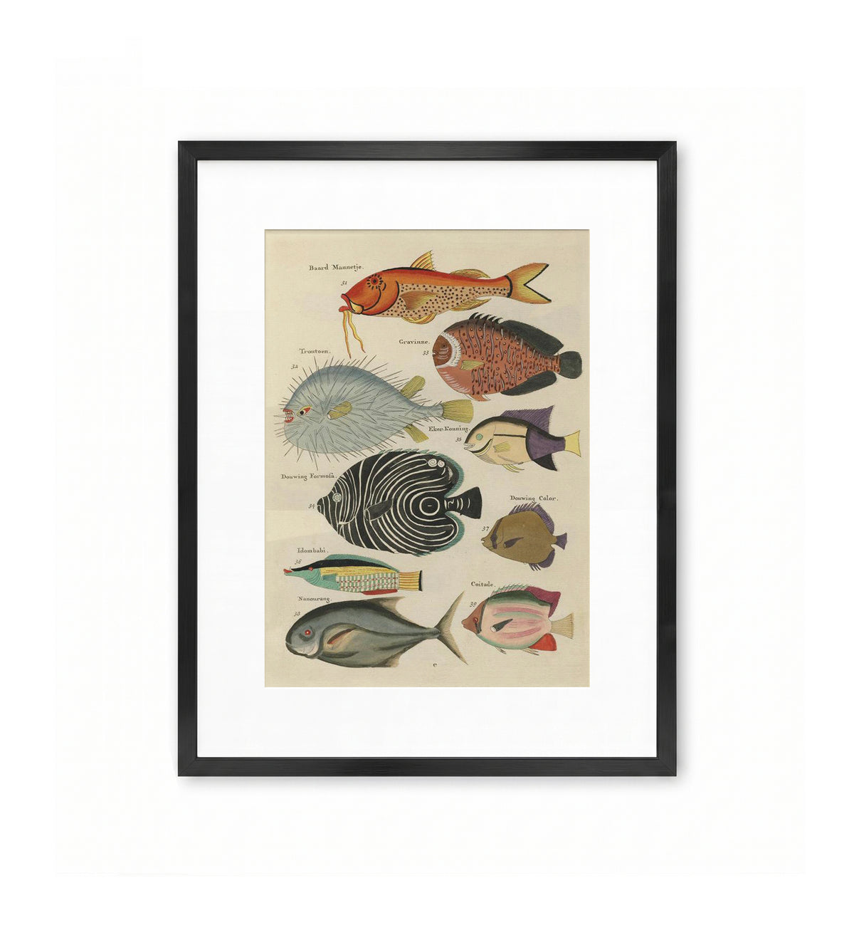 Poissons des Indes – Tropical Fish / Louis Renard & Samuel Fallours