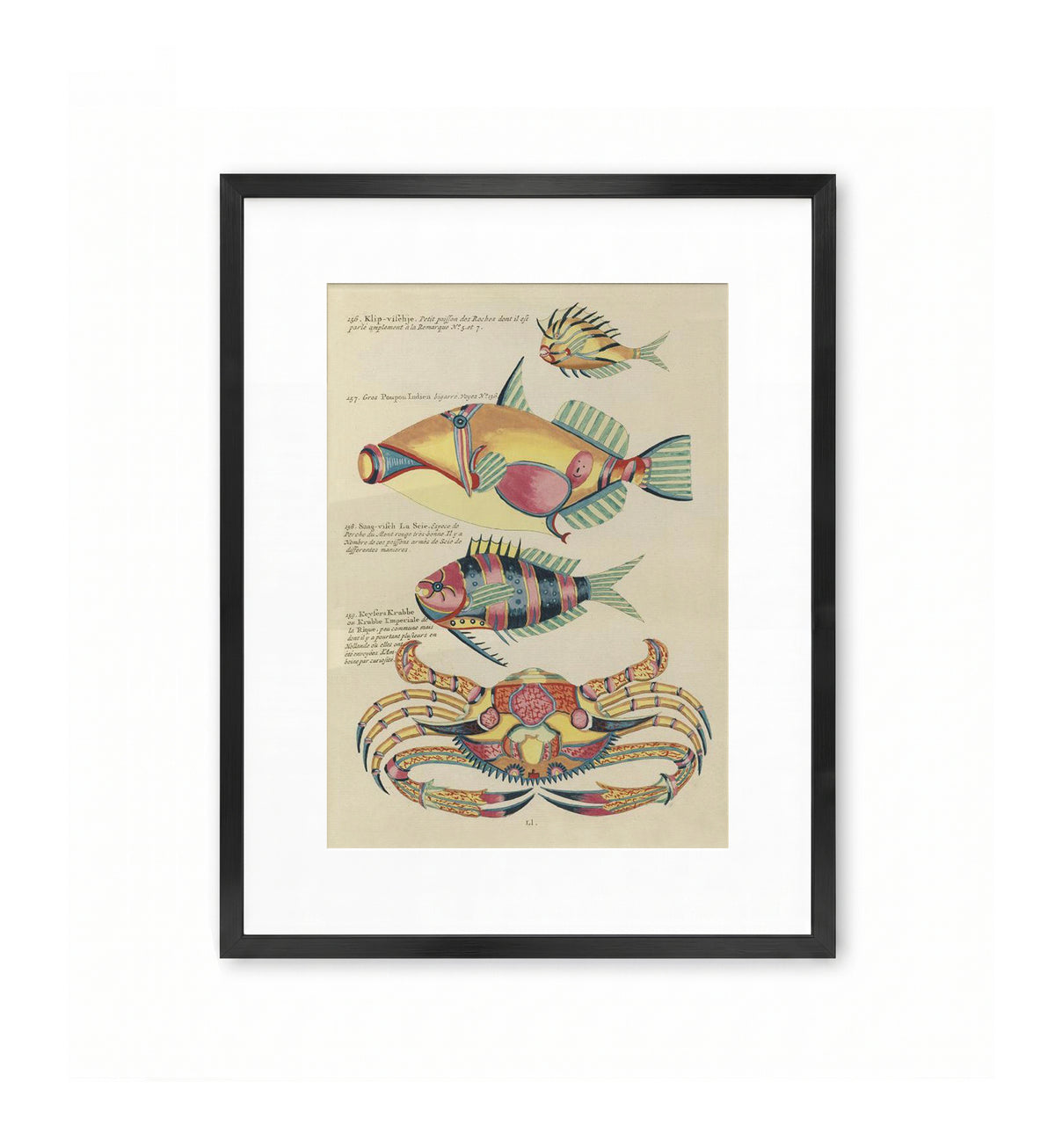 Poissons et Crabe des Indes / Louis Renard & Samuel Fallours