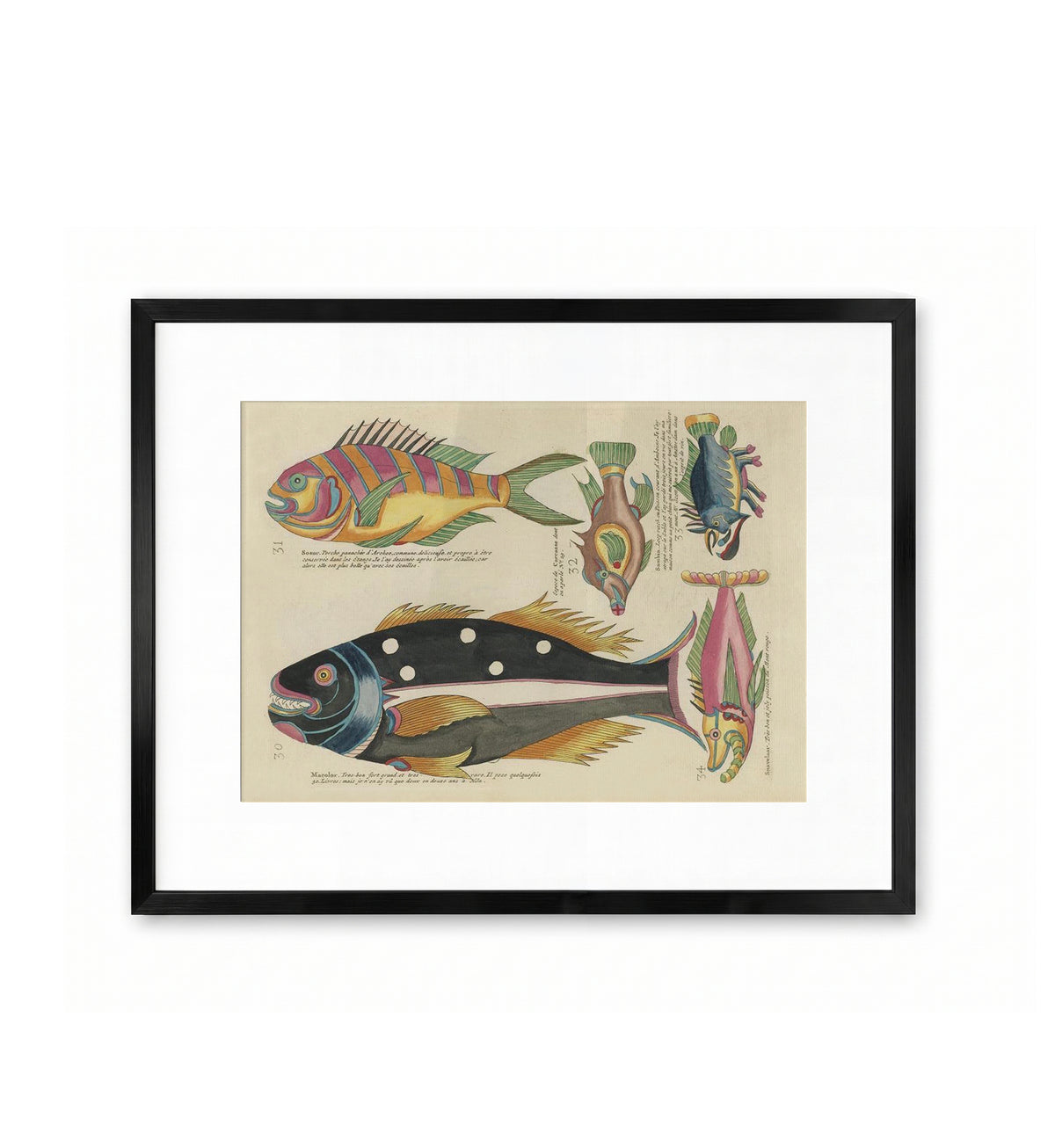 Poissons Fantastiques des Indes / Louis Renard & Samuel Fallours